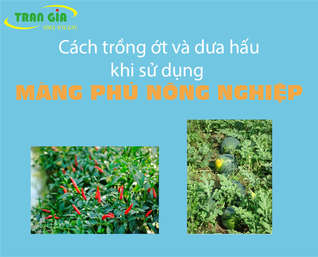 Cách trồng trọt với màng phủ nông nghiệp