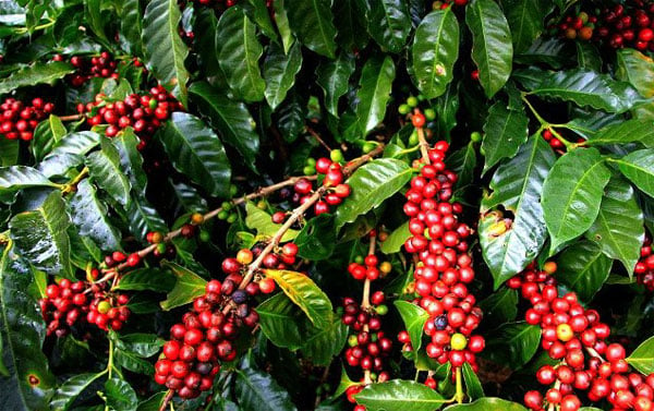 Cây cà phê và một số đặc điểm – Công Ty TNHH Sản xuất Thương mại Phát triển  Trần Gia