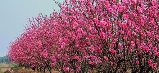 Các loại cây hoa nở vào mùa xuân của Việt Nam