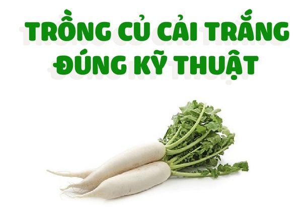 Hướng dẫn trồng củ cải trắng đúng kỹ thuật