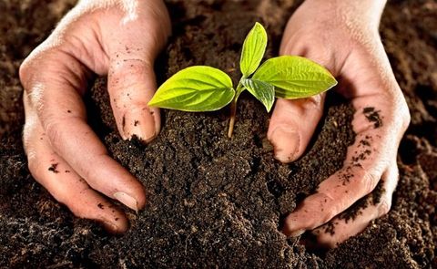 Trộn đất và cải tạo đất trồng rau sạch hiệu quả
