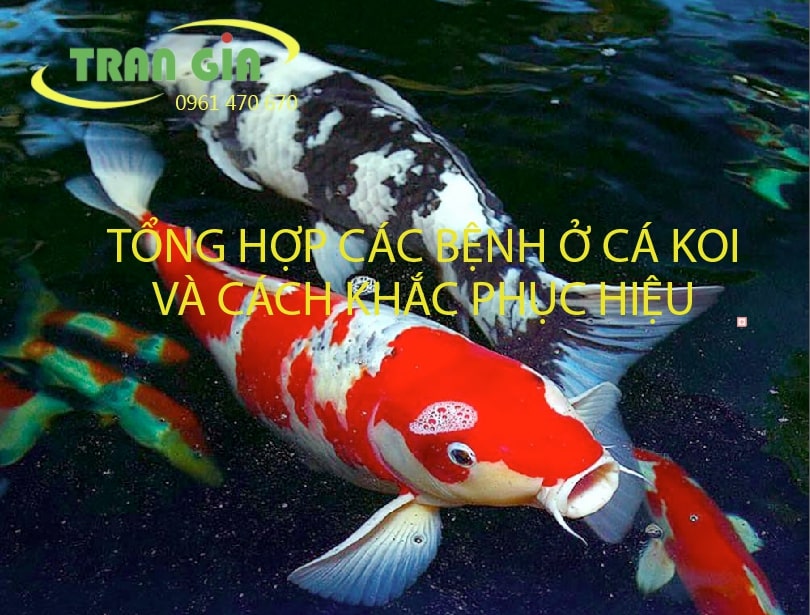 Tổng hợp các bệnh ở cá Koi và cách khắc phục hiệu quả nhất