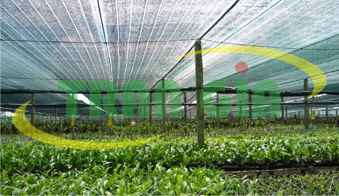 Sử dụng lưới che nắng cho cây trồng hiệu quả cần chú ý điều gì?