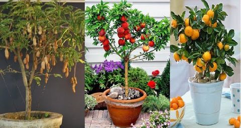 Những loại cây ăn quả có thể trồng trong chậu tại nhà - Phần 1