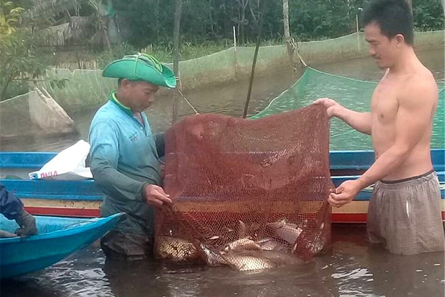 Kỹ thuật nuôi đăng quầng, trong vèo, mùng lưới