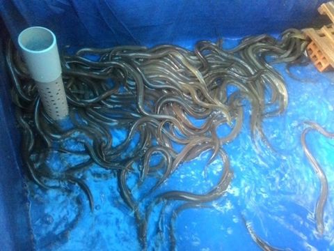 Hướng dẫn nuôi lươn trong bể lót bạt ni lông