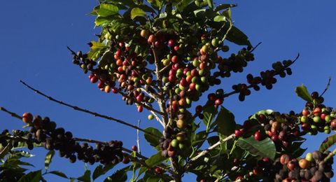 Rụng quả trên cây cà phê