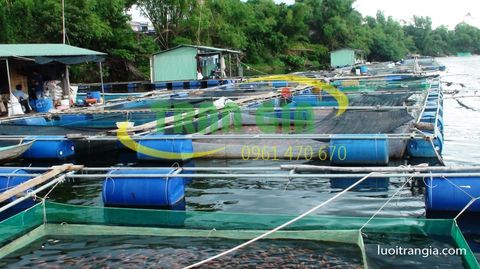 Kỹ thuật nuôi cá lóc trong lưới mùng