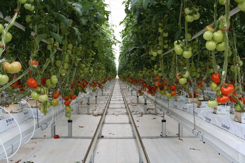 Trồng cà chua trong nhà kính – Công Ty TNHH Sản xuất Thương mại Tổng hợp Trần Gia