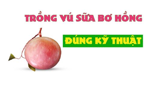 Trồng cây vú sữa bơ hồng đúng kỹ thuật Phần 1