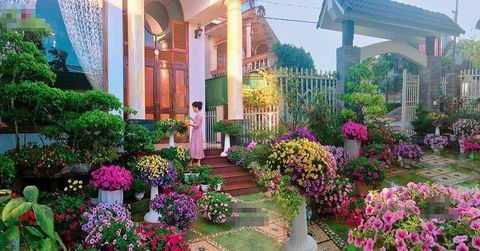 Vườn hoa dạ yến thảo đẹp mộng mơ của bà mẹ xứ Huế