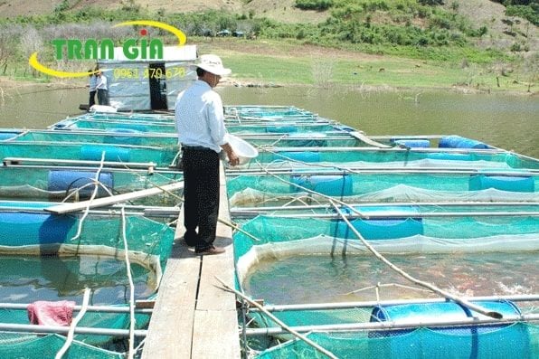 Hướng dẫn nuôi cá lóc trong vèo, lưới mùng - Công Ty TNHH Sản xuất Thương mại Tổng hợp Trần Gia