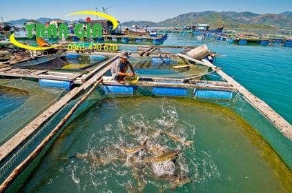 Hướng dẫn nuôi cá lóc trong vèo, lưới mùng - Công Ty TNHH Sản xuất Thương mại Tổng hợp Trần Gia