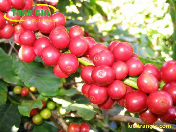 Cây cà phê và một số đặc điểm - Công Ty TNHH Sản xuất Thương mại Tổng hợp Trần Gia