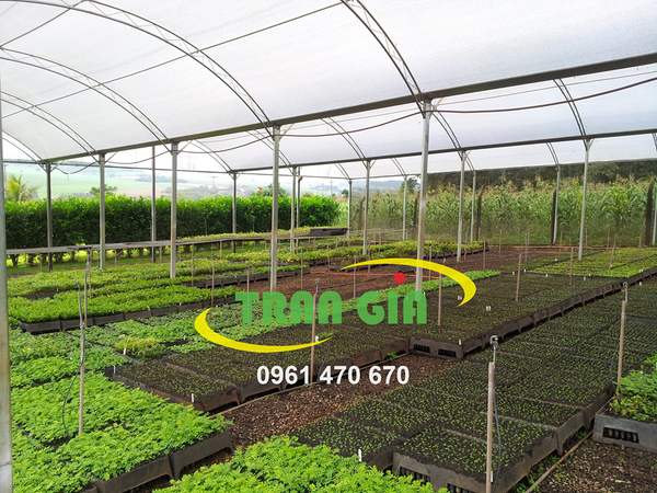 Lợi ích khi sử dụng nhà lưới để trồng rau - Công Ty TNHH Sản xuất Thương mại Phát triển Trần Gia