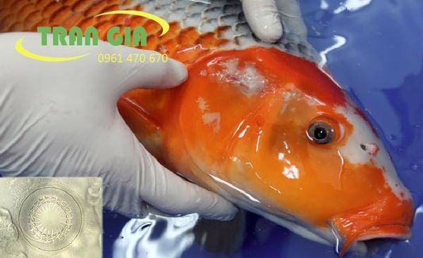 Tổng hợp các bệnh ở cá Koi và cách khắc phục hiệu quả nhất - Công Ty TNHH Sản xuất Thương mại Phát triển Trần Gia