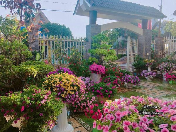 Vườn hoa dạ yến thảo đẹp mộng mơ của bà mẹ xứ Huế – Công Ty TNHH ...