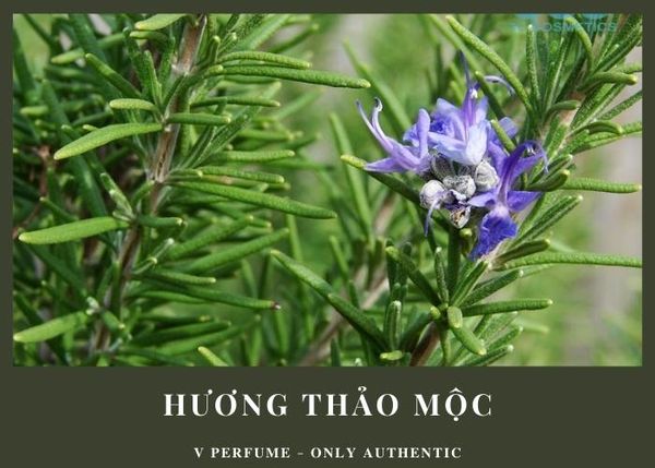 Đặc trưng của nhóm mùi hương thảo mộc