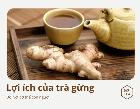 TRÀ GỪNG – TỐT CHO HỆ TIÊU HÓA, TĂNG SỨC ĐỀ KHÁNG, GIỮ ẤM CƠ THỂ