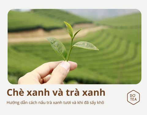 HƯỚNG DẪN CÁCH NẤU TRÀ XANH TƯƠI VÀ TRÀ XANH KHÔ NGON