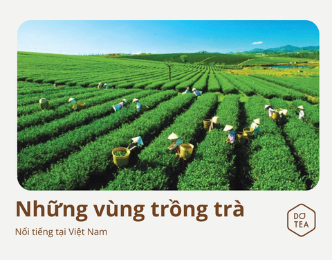 VIỆT NAM VÀ NHỮNG VÙNG TRÀ NỔI TIẾNG