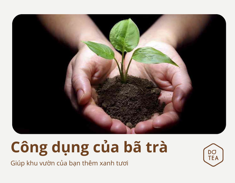 TẬN DỤNG BÃ TRÀ CHO KHU VƯỜN NHỎ THÊM XANH