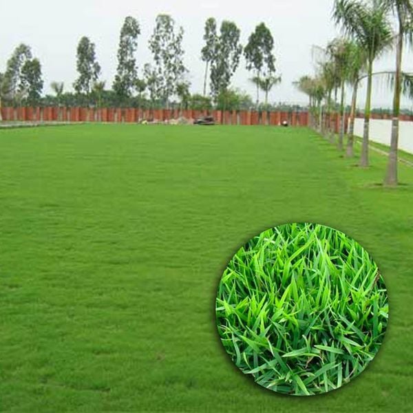 các loại cỏ trồng sân vườn