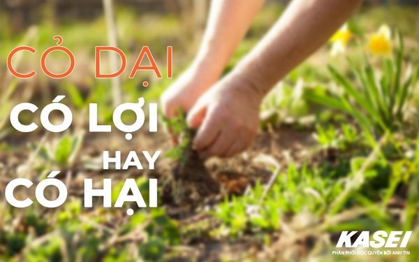 cỏ dại có lợi hay có hại