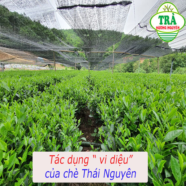 Tác dụng “vi diệu” của chè Thái Nguyên với làn da