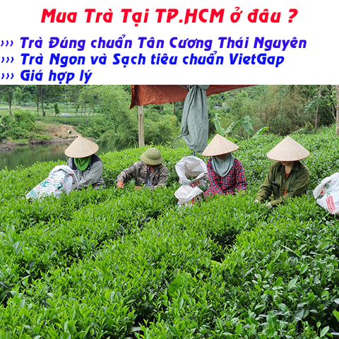 Trà Thái Nguyên tại TP. Hồ Chí Minh có ngon không?