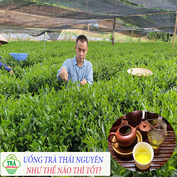 Trà Thái Nguyên uống như nào là hợp lý và tốt cho cơ thể?