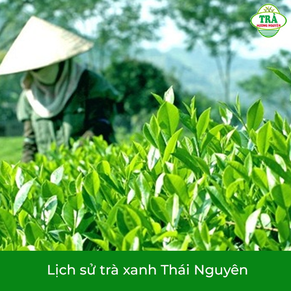 lịch sử trà xanh Thái Nguyên