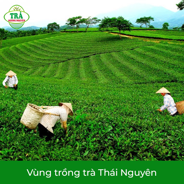 vùng trồng trà búp Thái Nguyên