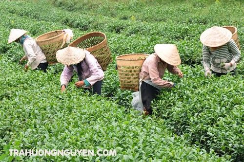 chi phí nhân công sản xuất trà Thái Nguyên