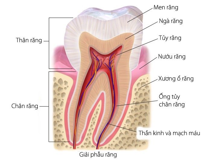 Cấu trúc răng