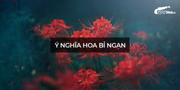 Ý nghĩa hoa bỉ ngạn với từng màu sắc là gì? Nguồn gốc từ đâu?