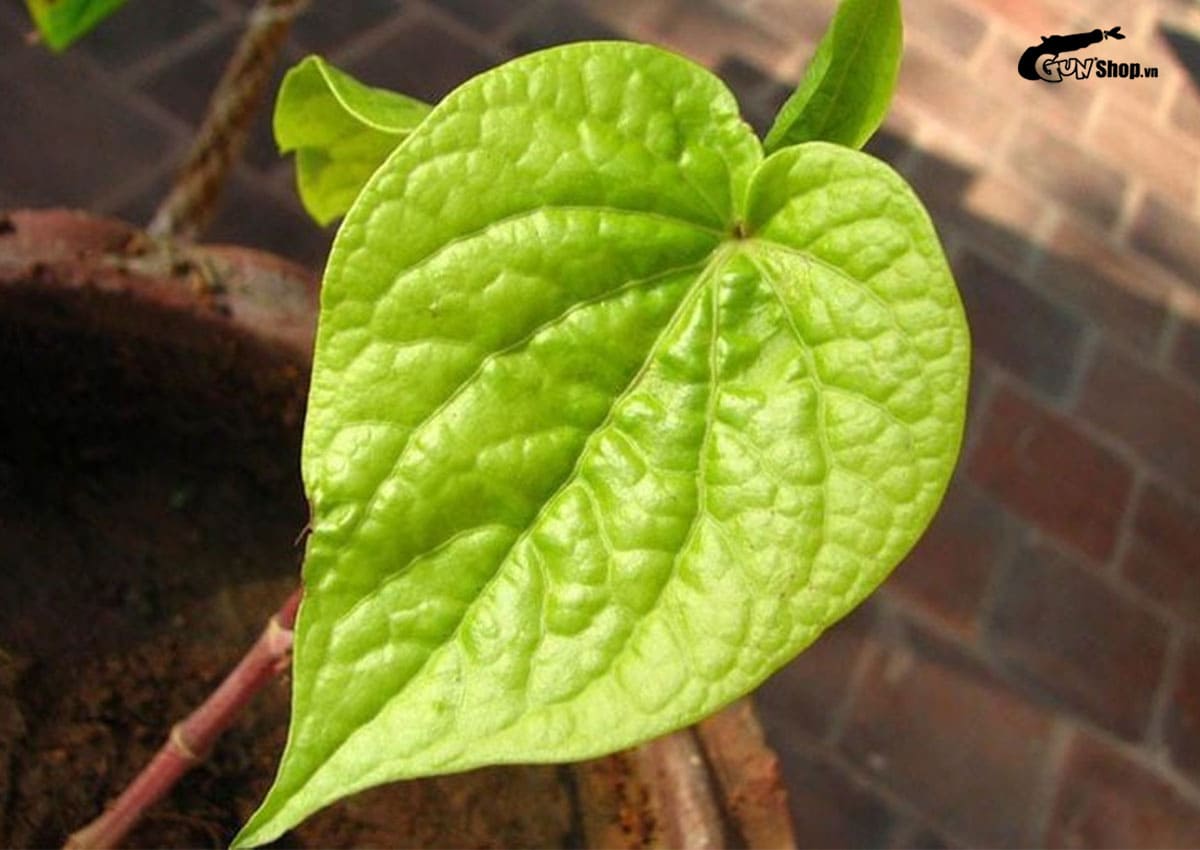 cách làm giảm ngứa vùng kín đơn giản