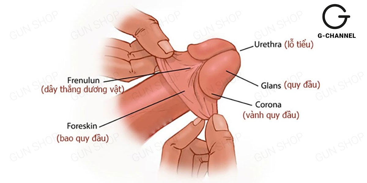 Những điều thú vị về đầu khấc dương vật