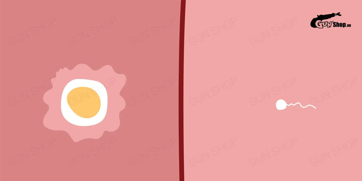 Ngày rụng trứng là gì? Nhận biết thông qua dấu hiệu nào?