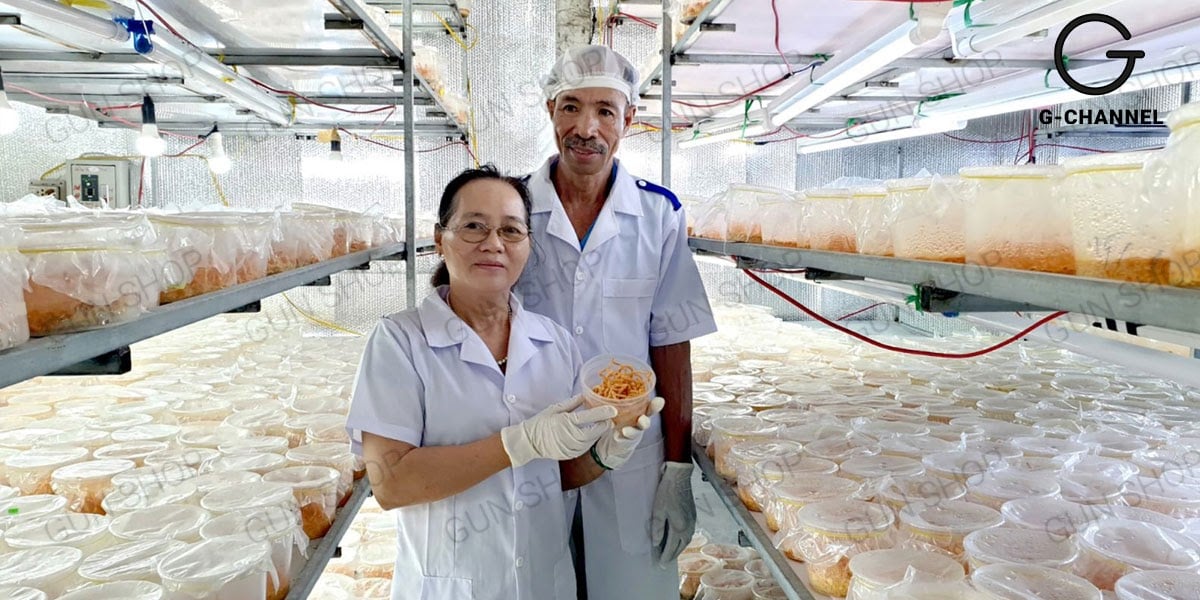 Quy trình nuôi cấy nấm đông trùng hạ thảo?