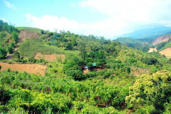 Sâm Ngọc Linh trồng ở đâu: Loài sâm quý của Việt Nam