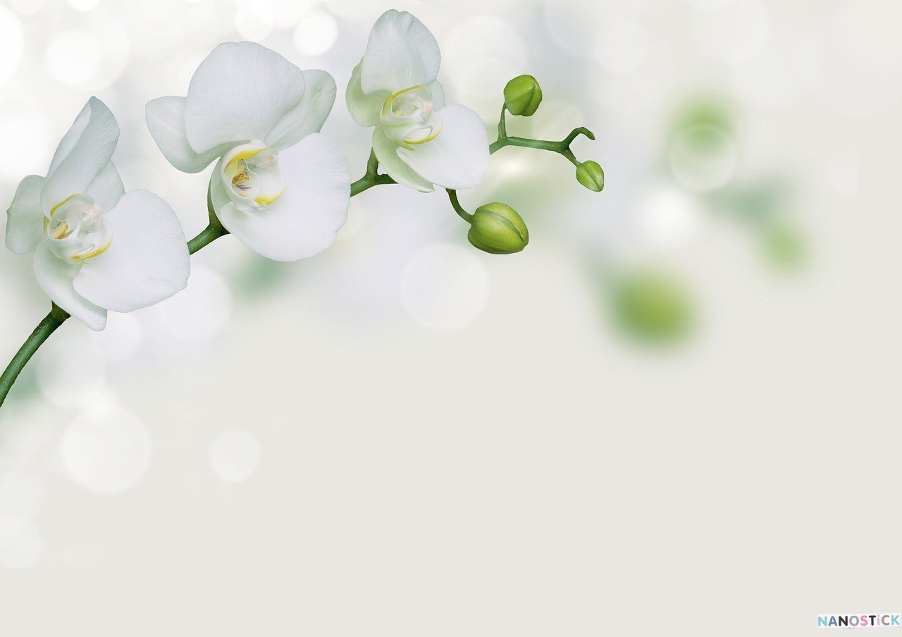 Chiêm ngưỡng 60 hình nền hoa phong lan đẹp nhất cho máy tính điện thoại   VFOVN