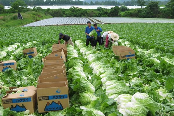 Đơn hàng 1 năm là những đơn hàng thời vụ, có thời hạn hợp đồng làm việc 1 năm