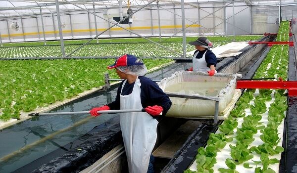 Các lao động đơn hàng nông nghiệp Nhật Bản đang làm việc trong mô hình trồng rau nhà kính