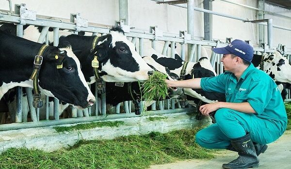 Một khu vực tuyển dụng nông nghiệp Nhật Bản chăn nuôi bò sữa