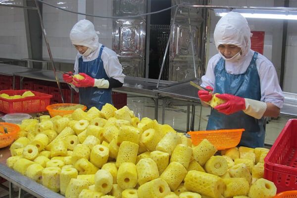 Đơn hàng chế biến trái cây thu hút được rất nhiều người lao động nước ngoài