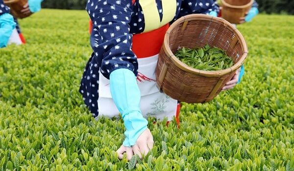 Nữ giới làm nông nghiệp ở Nhật rất nhàn hạ lại dễ quen việc hơn
