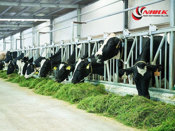 Chăn nuôi bò sữa là đơn hàng XKLĐ rất phù hợp cho những lao động nữ