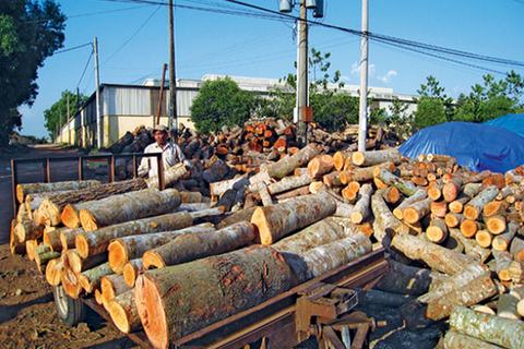Tổng quan về ngành công nghiệp chế biển gỗ ở Việt Nam