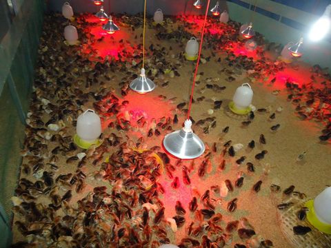 Lưu ý quan trọng khi sử dụng bóng đèn hồng ngoại sưởi gà trong chăn nuôi